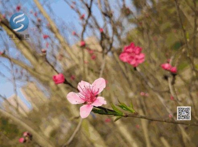 看桃花致富順板橋收費(fèi)站關(guān)閉，疫情尚未解除，別扎堆！