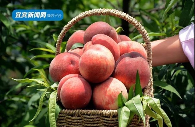 9.9元吃桃+賞花！宜賓七星山脆甜水蜜桃熟啦！離城僅10分鐘……