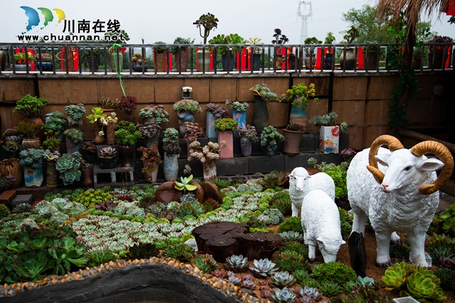 目測馬上網(wǎng)紅！“蔓多米多肉花園”驚艷亮相瀘州關(guān)口?。缊D）
