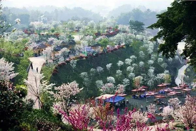 瀘州這些賞花地，可以約會春天