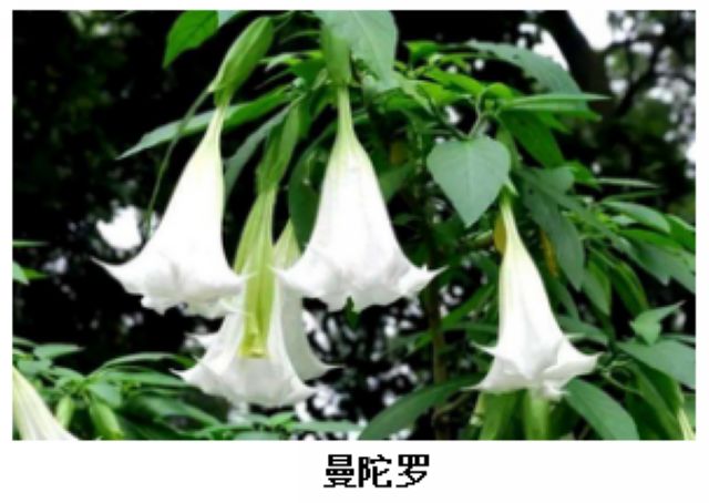 曼陀羅、滴水觀音、化兒草……四川夏季常見有毒植物食物中毒預防