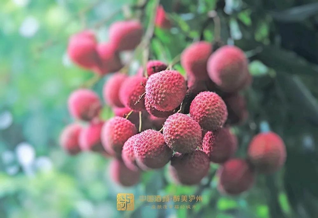 看花眼！這個荔枝公園好巴適，大紅袍、帶綠掛滿枝頭……