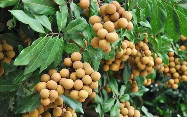 【分享】瀘州桂圓熟啦！千萬別買這幾種？