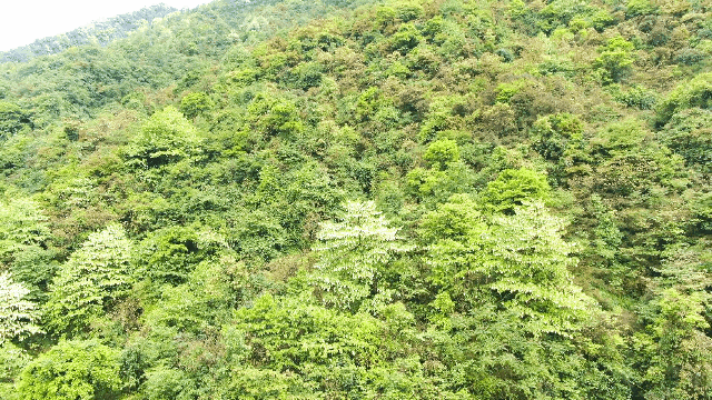 泡溫泉、看懸棺、吃土火鍋！宜賓這2條新高速沿線好吃又好玩…...(圖29)