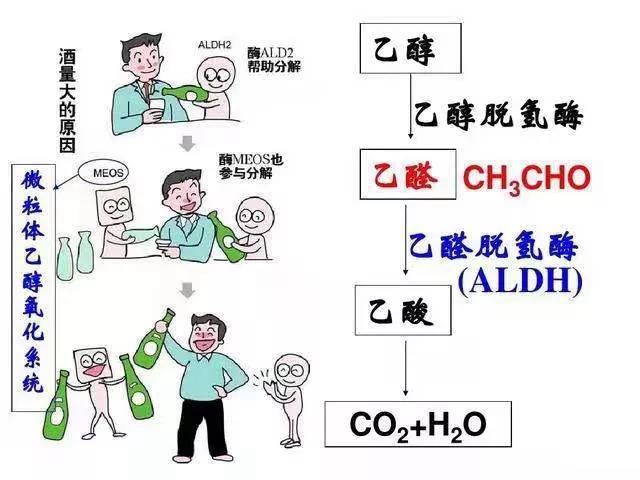 【擴(kuò)散】酒量可以練出來？(圖2)