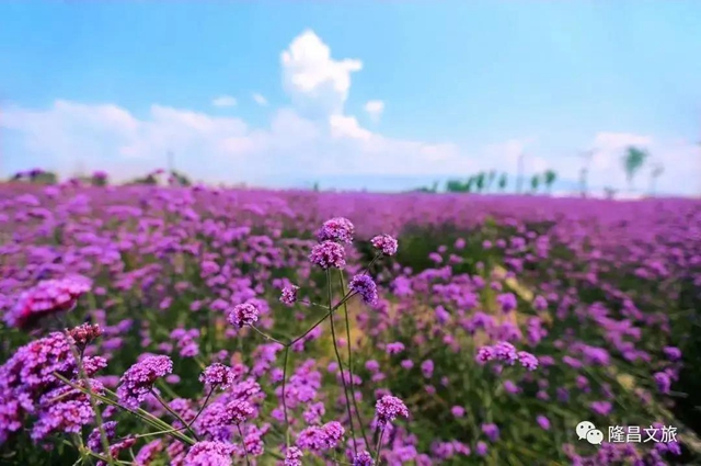 內(nèi)江超好耍的鄉(xiāng)村旅游點(diǎn)都在這了，你覺得最安逸的是哪一個(gè)？(圖23)