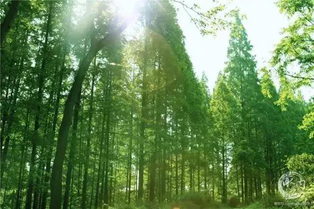 內(nèi)江超好耍的鄉(xiāng)村旅游點(diǎn)都在這了，你覺得最安逸的是哪一個(gè)？(圖26)
