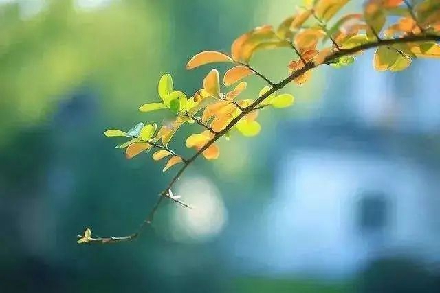 【擴散】這些中醫(yī)辦法，可提升身體免疫力！(圖7)