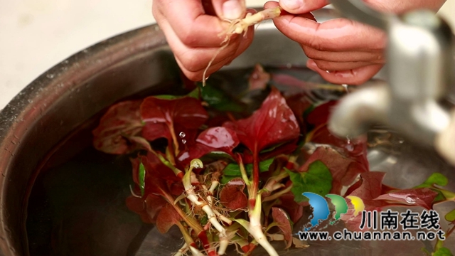 合江：春天的饋贈(zèng)，一桌野菜做出美味佳肴(圖6)