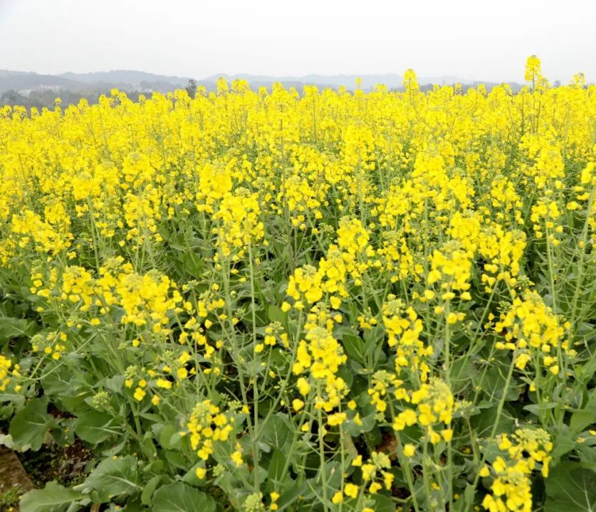 收藏！瀘縣踏青賞花地圖出爐，趕緊約起！(圖13)
