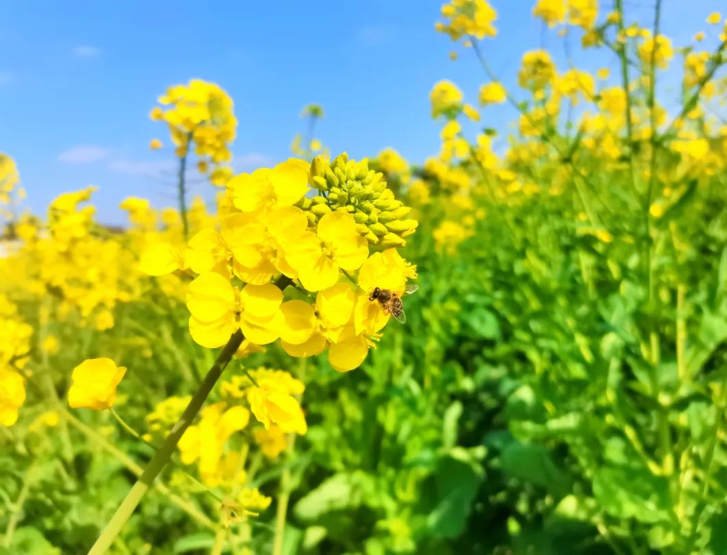 收藏！瀘縣踏青賞花地圖出爐，趕緊約起！(圖15)