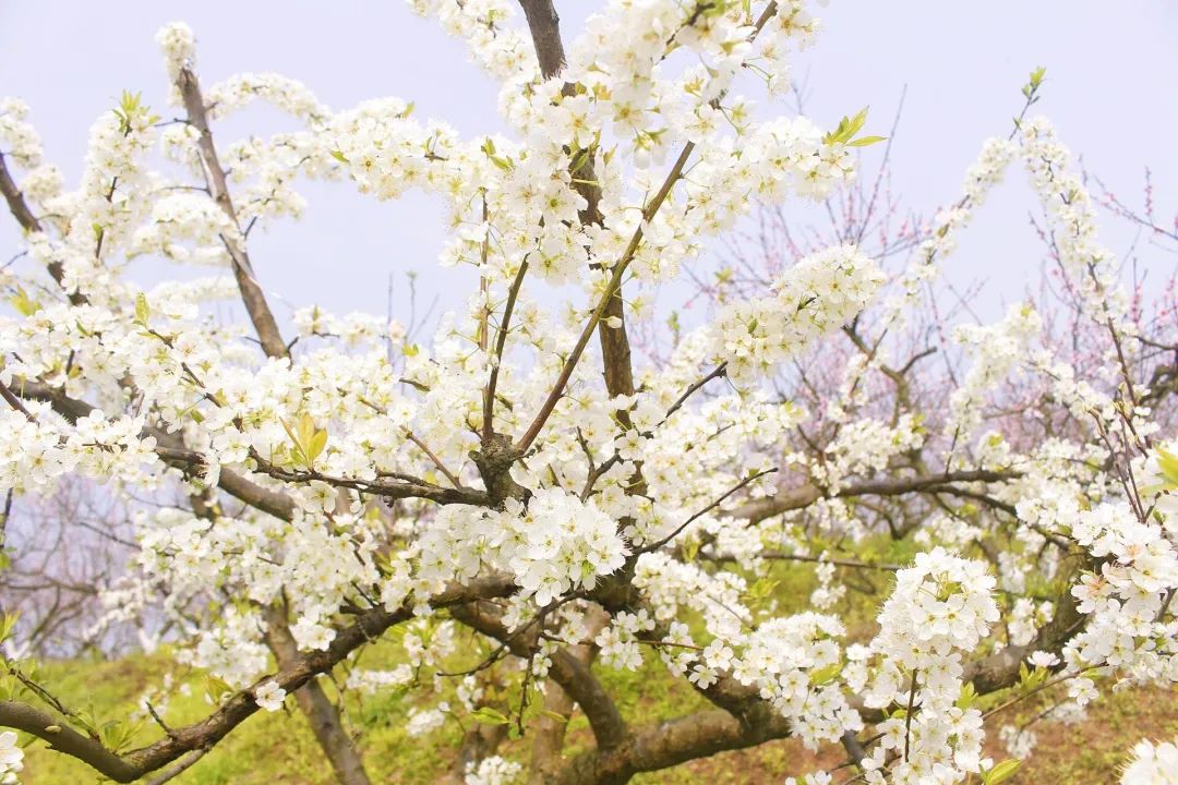 收藏！瀘縣踏青賞花地圖出爐，趕緊約起！(圖22)