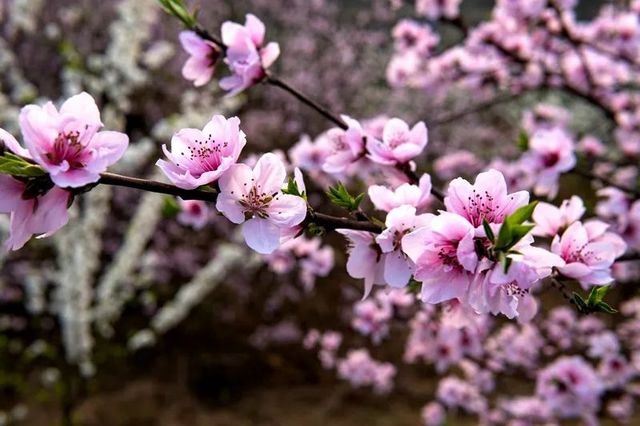 敘永烏蒙花海萬(wàn)畝桃李花競(jìng)芬芳 周末踏青賞花走起(圖5)