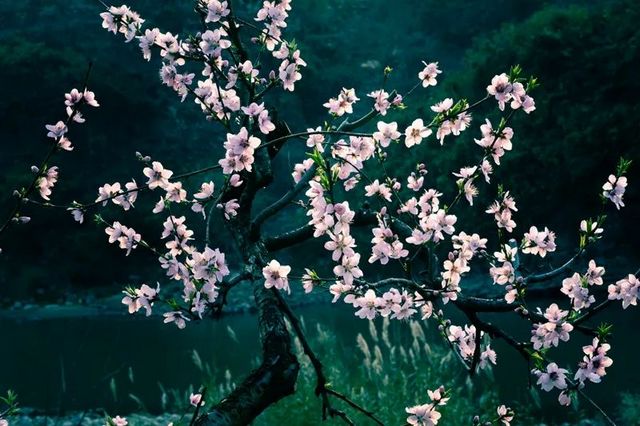 敘永烏蒙花海萬(wàn)畝桃李花競(jìng)芬芳 周末踏青賞花走起(圖8)