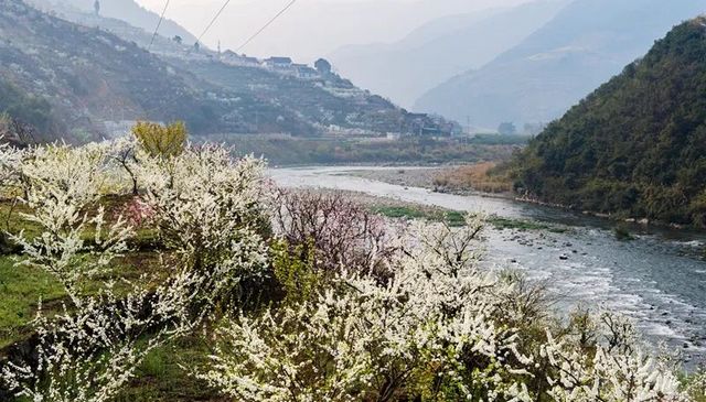 敘永烏蒙花海萬(wàn)畝桃李花競(jìng)芬芳 周末踏青賞花走起(圖9)