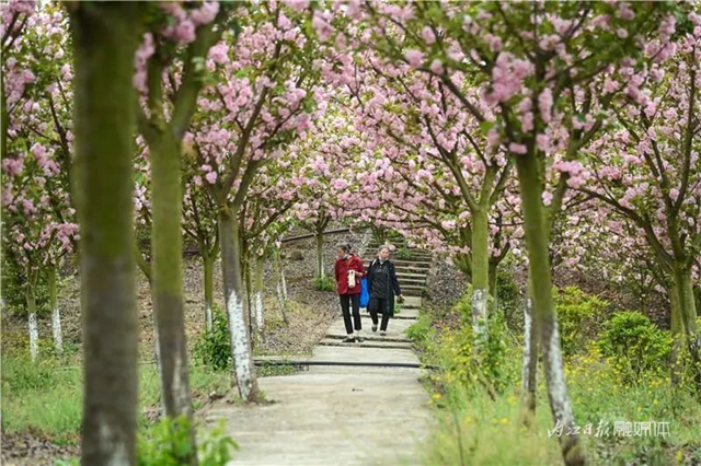 一年四季都有花賞，隆昌這個景區(qū)太安逸了！(圖1)