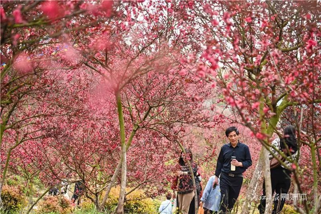 一年四季都有花賞，隆昌這個(gè)景區(qū)太安逸了！