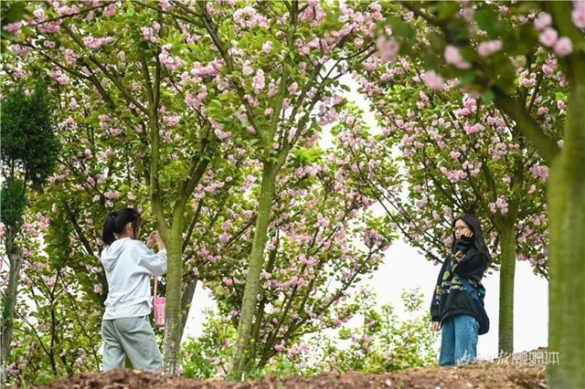 一年四季都有花賞，隆昌這個景區(qū)太安逸了！(圖5)