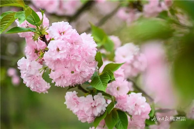 一年四季都有花賞，隆昌這個景區(qū)太安逸了！(圖6)