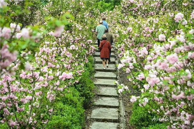 一年四季都有花賞，隆昌這個景區(qū)太安逸了！(圖7)