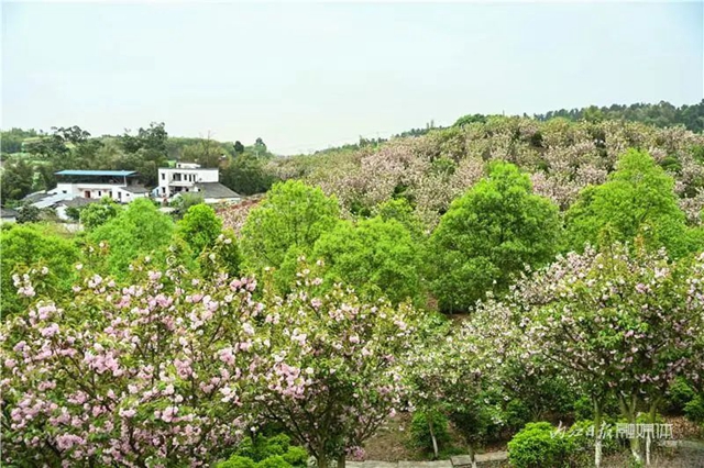 一年四季都有花賞，隆昌這個景區(qū)太安逸了！(圖9)