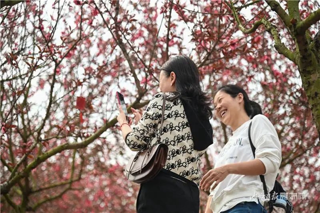 一年四季都有花賞，隆昌這個景區(qū)太安逸了！(圖10)