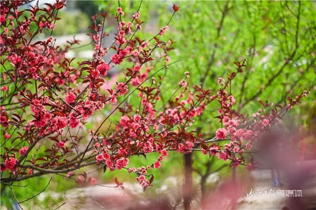 一年四季都有花賞，隆昌這個景區(qū)太安逸了！(圖15)