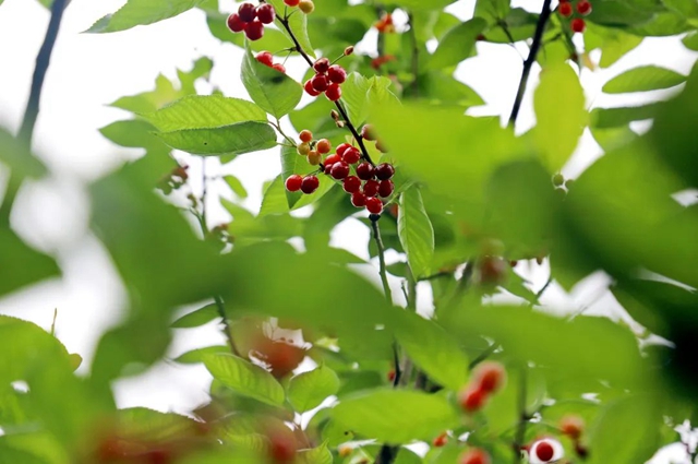 又紅又甜！瀘縣櫻桃采摘地圖出爐，趕緊約起(圖3)