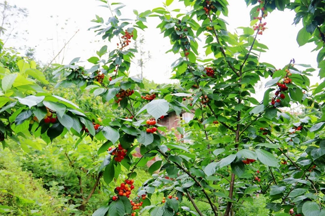 又紅又甜！瀘縣櫻桃采摘地圖出爐，趕緊約起(圖12)