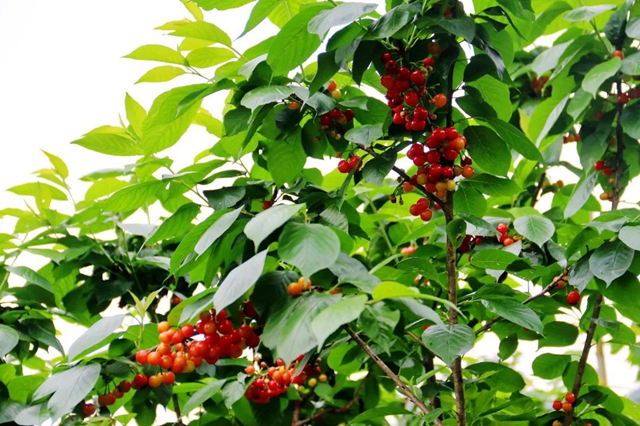 又紅又甜！瀘縣櫻桃采摘地圖出爐，趕緊約起(圖13)