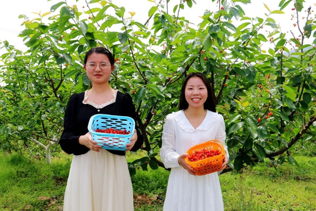 又紅又甜！瀘縣櫻桃采摘地圖出爐，趕緊約起(圖14)