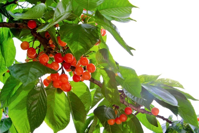 又紅又甜！瀘縣櫻桃采摘地圖出爐，趕緊約起(圖18)