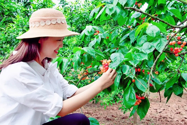 又紅又甜！瀘縣櫻桃采摘地圖出爐，趕緊約起(圖19)