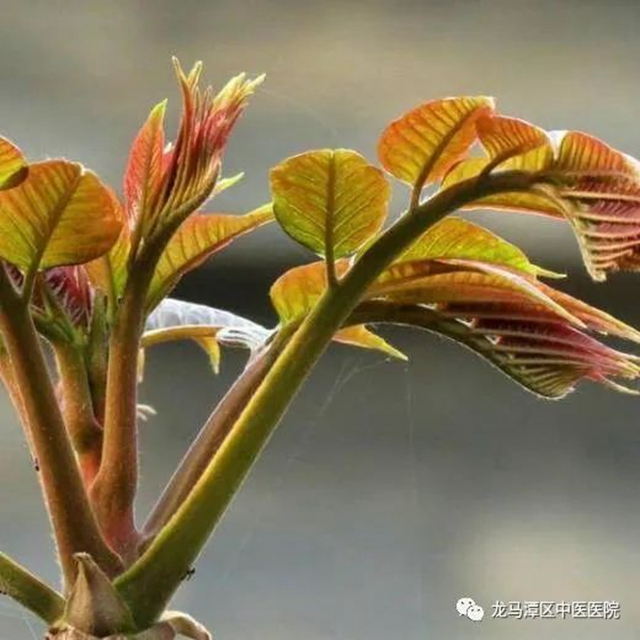 【科普】吃香椿致癌？如何安全食用香椿