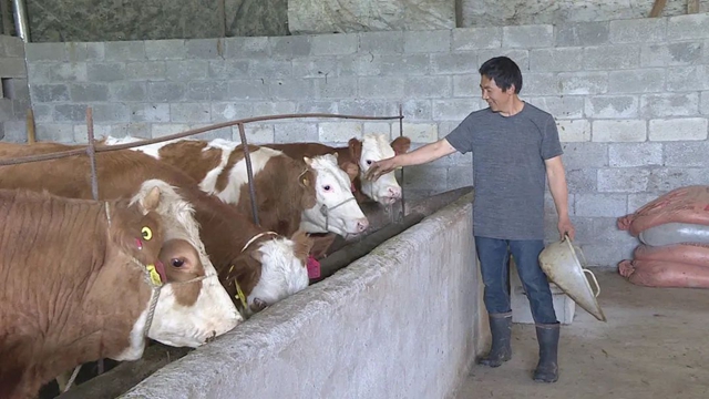 值得推廣！宜賓有家“母牛銀行”，1戶(hù)農(nóng)民可貸5頭母牛！(圖3)