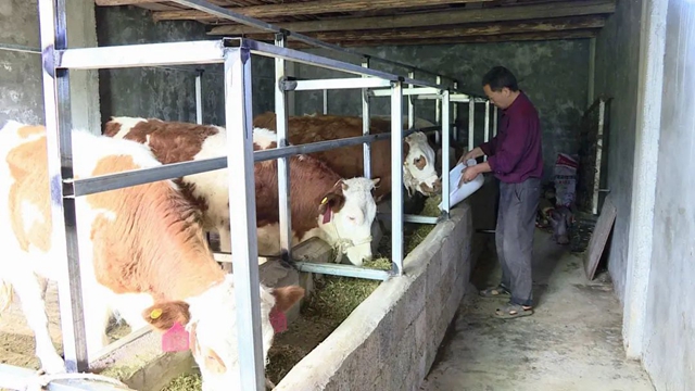 值得推廣！宜賓有家“母牛銀行”，1戶(hù)農(nóng)民可貸5頭母牛！(圖4)