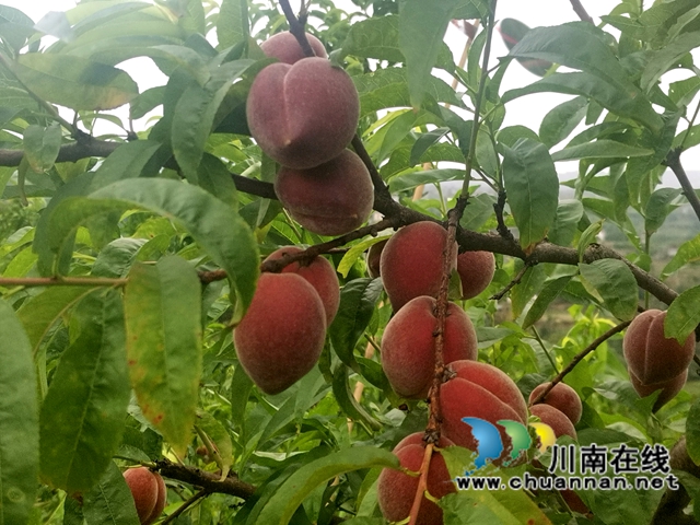 果農(nóng)游客喜開懷！瀘縣牛灘新林觀斗山桃花源的桃子成熟了