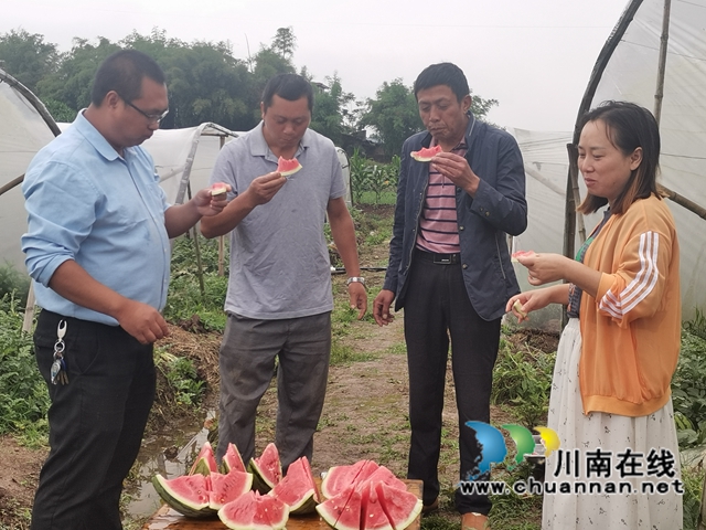 來(lái)瀘縣玄灘鎮(zhèn)玄豐村，品嘗西瓜初夏的甘甜！