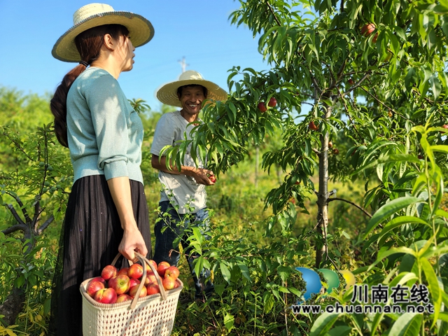 “桃”不掉的誘惑！瀘縣立石鎮(zhèn)富川家庭農(nóng)場(chǎng)油桃迎來(lái)采摘季