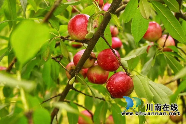 來瀘縣兆雅鎮(zhèn)摘桃子嘗鮮了！油桃、百花桃都有……
