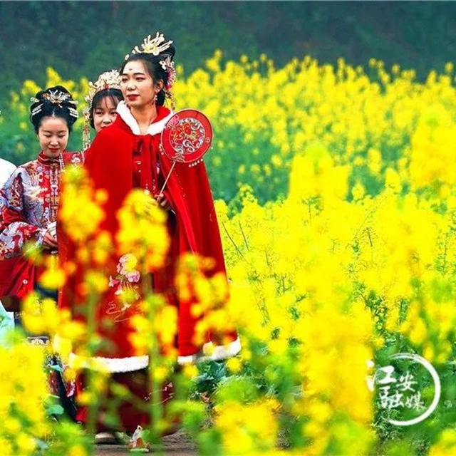 快和央視一起來(lái)打卡萬(wàn)畝油菜花，感受宜賓的春天