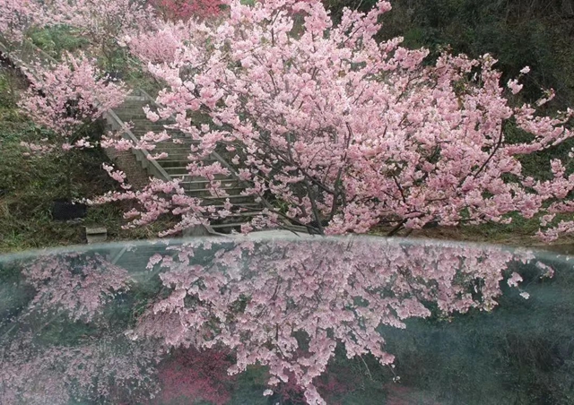 踏青賞花正當時，這份公交出行指南快收藏！
