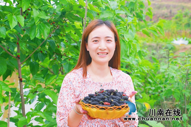 瀘縣天興：“葚”是甜蜜！這里的桑葚熟啦，等你來(lái)摘！