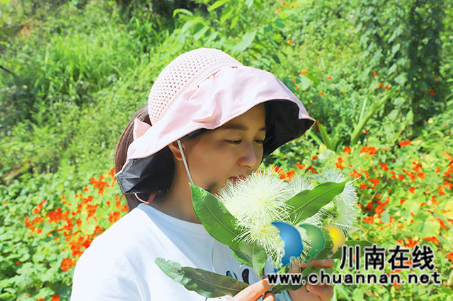 淡雅玲瓏理云妝  微風搖曳蒲桃香┃瀘縣天興鎮(zhèn)蒲桃花開了