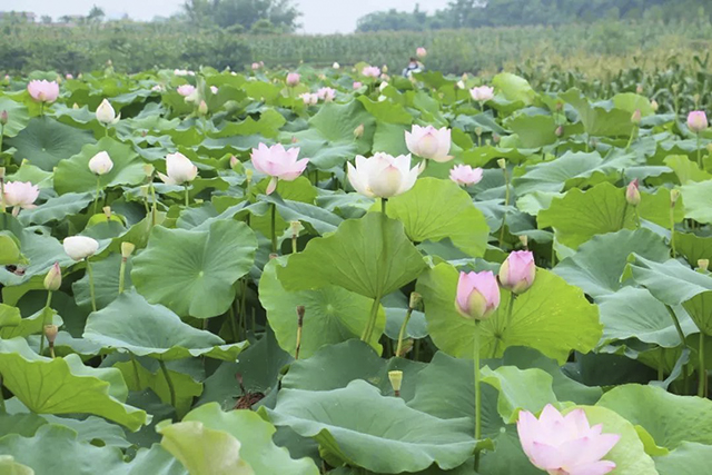 這個初夏，搭乘荷花基地專班公交，直達咀陽村賞荷花~