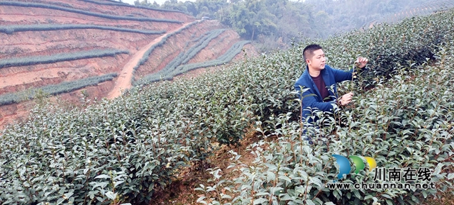 曾茂林在查看茶樹長(zhǎng)勢(shì).jpg