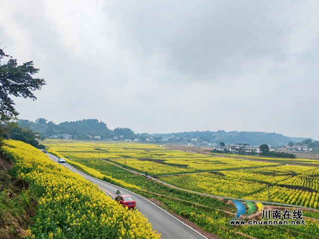 汽車開進(jìn)油菜花海（曾佐然攝）.jpg