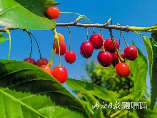 甜！內(nèi)江這里的櫻桃熟了