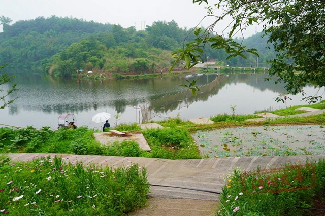 垂釣新去處！江陽區(qū)休閑“漁”樂，集體經濟有“錢”途