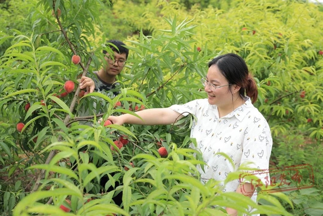 方山桃子熟了｜入園采摘不收費(fèi)，隨意品嘗